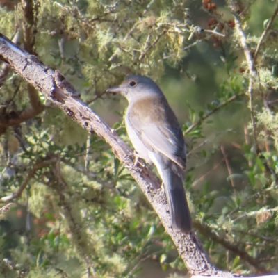 Colluricincla harmonica (Grey Shrikethrush) at QPRC LGA - 29 Jul 2023 by MatthewFrawley