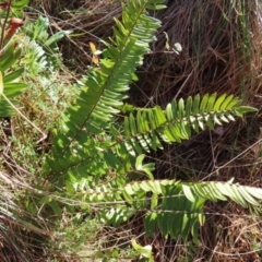 Pellaea falcata (Sickle Fern) at QPRC LGA - 29 Jul 2023 by MatthewFrawley