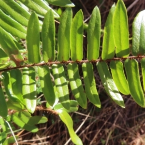 Pellaea falcata at Majors Creek, NSW - 29 Jul 2023