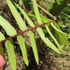 Pellaea falcata at Majors Creek, NSW - suppressed