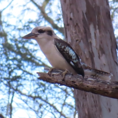 Dacelo novaeguineae (Laughing Kookaburra) at Majors Creek, NSW - 29 Jul 2023 by MatthewFrawley