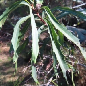 Lomatia myricoides at Reidsdale, NSW - 29 Jul 2023