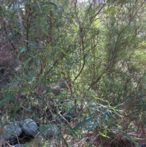 Lomatia myricoides at Reidsdale, NSW - 29 Jul 2023 12:08 PM