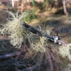 Usnea sp. (genus) (Bearded lichen) at Reidsdale, NSW - 29 Jul 2023 by MatthewFrawley