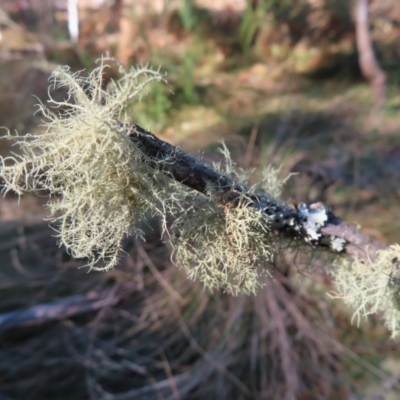 Usnea sp. (genus) (Bearded lichen) at Reidsdale, NSW - 29 Jul 2023 by MatthewFrawley