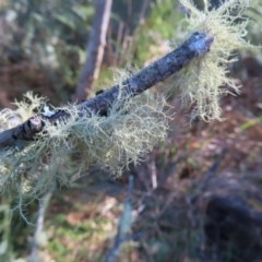 Usnea sp. (genus) at Reidsdale, NSW - 29 Jul 2023 12:16 PM