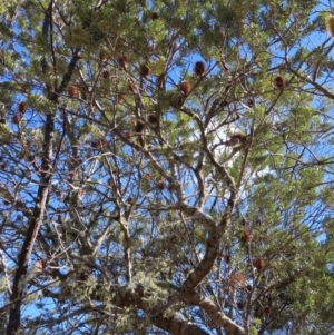 Banksia marginata at Reidsdale, NSW - 29 Jul 2023