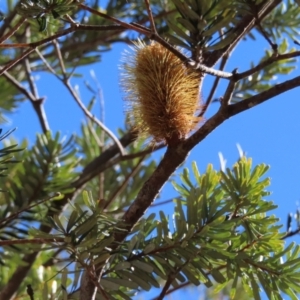 Banksia marginata at Reidsdale, NSW - 29 Jul 2023