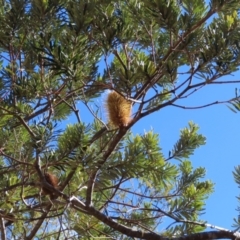 Banksia marginata at Reidsdale, NSW - 29 Jul 2023