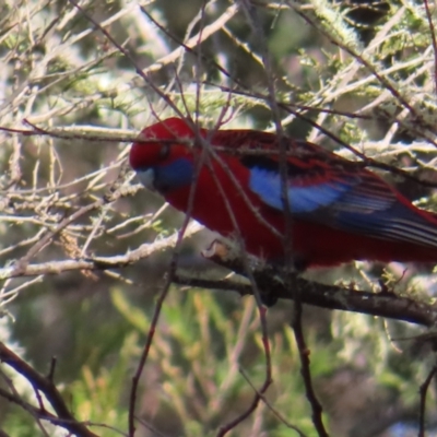 Platycercus elegans (Crimson Rosella) at QPRC LGA - 29 Jul 2023 by MatthewFrawley