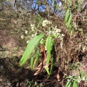 Olearia lirata at Reidsdale, NSW - 29 Jul 2023