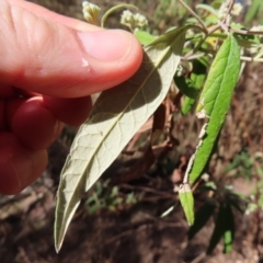 Olearia lirata at Reidsdale, NSW - 29 Jul 2023