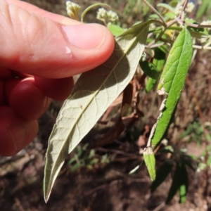 Olearia lirata at Reidsdale, NSW - 29 Jul 2023