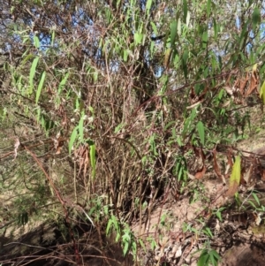 Olearia lirata at Reidsdale, NSW - 29 Jul 2023