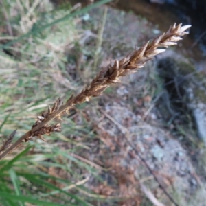 Carex appressa at Reidsdale, NSW - 29 Jul 2023
