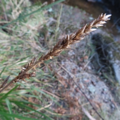 Carex appressa (Tall Sedge) at Reidsdale, NSW - 29 Jul 2023 by MatthewFrawley