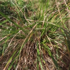 Carex appressa at Reidsdale, NSW - 29 Jul 2023