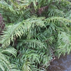 Blechnum minus (Soft Water Fern) at QPRC LGA - 29 Jul 2023 by MatthewFrawley