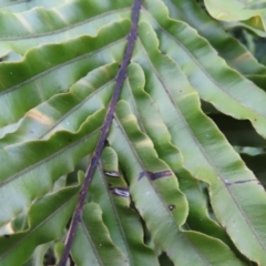 Blechnum minus at Reidsdale, NSW - 29 Jul 2023