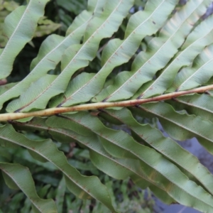 Blechnum minus at Reidsdale, NSW - 29 Jul 2023