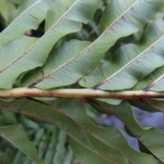 Blechnum minus at Reidsdale, NSW - 29 Jul 2023