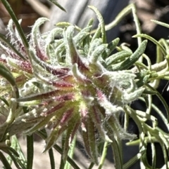 Cassinia longifolia (Shiny Cassinia, Cauliflower Bush) at Aranda, ACT - 30 Jul 2023 by lbradley