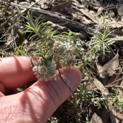 Cassinia longifolia at Aranda, ACT - 30 Jul 2023 12:42 PM