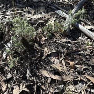 Cassinia longifolia at Aranda, ACT - 30 Jul 2023