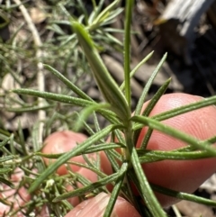 Cassinia longifolia at Belconnen, ACT - 30 Jul 2023