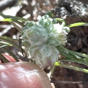 Cassinia longifolia at Aranda, ACT - 30 Jul 2023