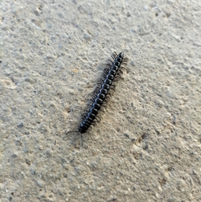 Paradoxosomatidae sp. (family) (Millipede) at Yass River, NSW - 30 Jul 2023 by 120Acres