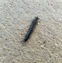 Paradoxosomatidae sp. (family) (Millipede) at Yass River, NSW - 30 Jul 2023 by 120Acres