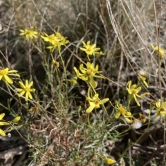 Senecio (genus) (A Fireweed) at Bungonia, NSW - 30 Jul 2023 by MattM