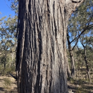 Eucalyptus globoidea at Bungonia, NSW - 30 Jul 2023