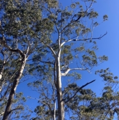 Eucalyptus moluccana (Grey Box) at Bungonia, NSW - 30 Jul 2023 by MattM