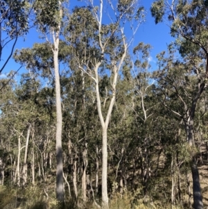 Eucalyptus moluccana at Bungonia National Park - 30 Jul 2023