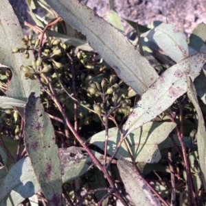 Eucalyptus moluccana at Bungonia National Park - 30 Jul 2023