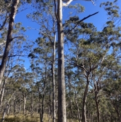 Eucalyptus moluccana at Bungonia National Park - 30 Jul 2023