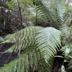 Dicksonia antarctica (Soft Treefern) at Paddys River, ACT - 29 Jun 2023 by Tapirlord