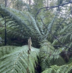 Dicksonia antarctica at Paddys River, ACT - suppressed