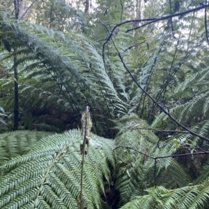 Dicksonia antarctica at Paddys River, ACT - 29 Jun 2023