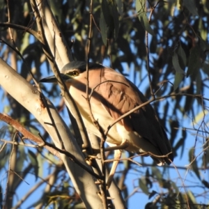 Nycticorax caledonicus at Splitters Creek, NSW - 27 Jul 2023 05:19 PM