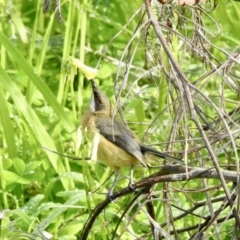 Acanthorhynchus tenuirostris (Eastern Spinebill) at Balmattum, VIC - 21 Jul 2023 by GlossyGal