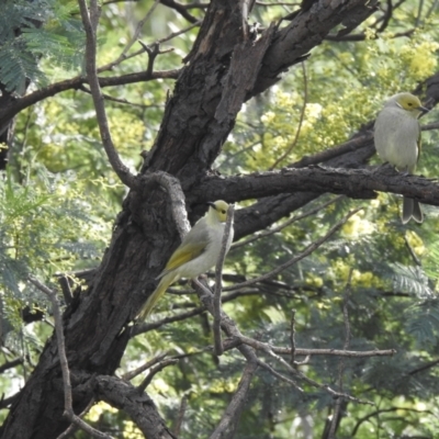 Ptilotula penicillata (White-plumed Honeyeater) at Balmattum, VIC - 21 Jul 2023 by GlossyGal