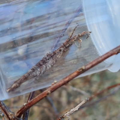 Lepidoptera unclassified IMMATURE moth at O'Malley, ACT - 30 Jul 2023 by Mike