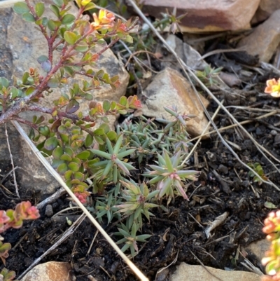 Styphelia fletcheri subsp. brevisepala (Twin Flower Beard-Heath) at Namadgi National Park - 29 Jun 2023 by Tapirlord