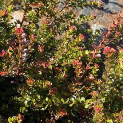 Leionema lamprophyllum subsp. obovatum (Shiny Phebalium) at Namadgi National Park - 29 Jun 2023 by Tapirlord