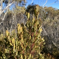 Daviesia mimosoides subsp. acris (Blunt-Leaf Bitter-Pea) at Tidbinbilla Nature Reserve - 29 Jun 2023 by Tapirlord