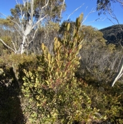 Daviesia mimosoides subsp. acris at Paddys River, ACT - 29 Jun 2023