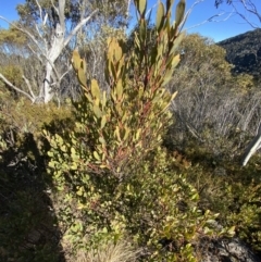 Daviesia mimosoides subsp. acris at Paddys River, ACT - 29 Jun 2023